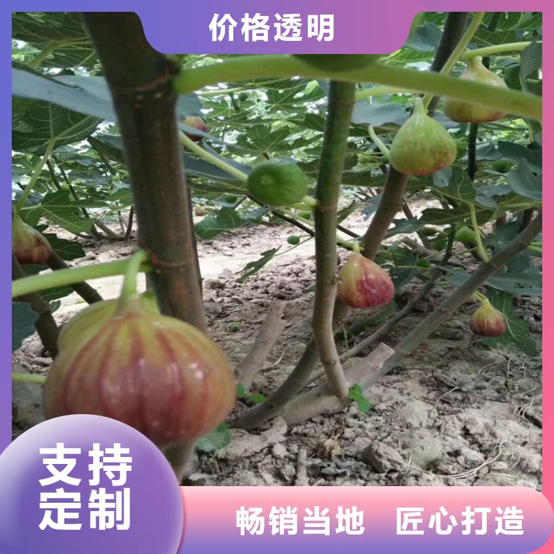 無花果石榴苗高品質(zhì)現(xiàn)貨銷售