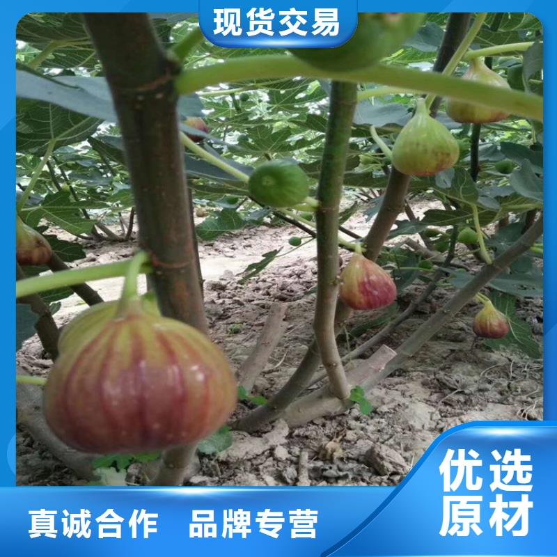 無(wú)花果石榴樹苗一站式廠家