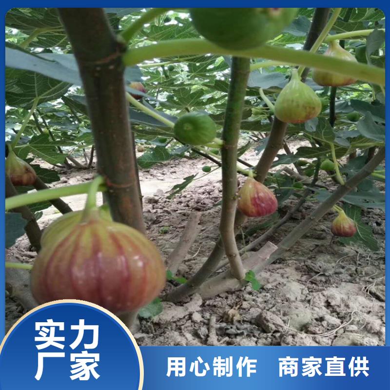 【无花果】苹果苗常年供应