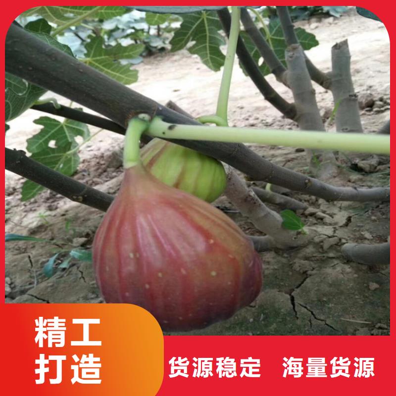 无花果,苹果苗多种优势放心选择