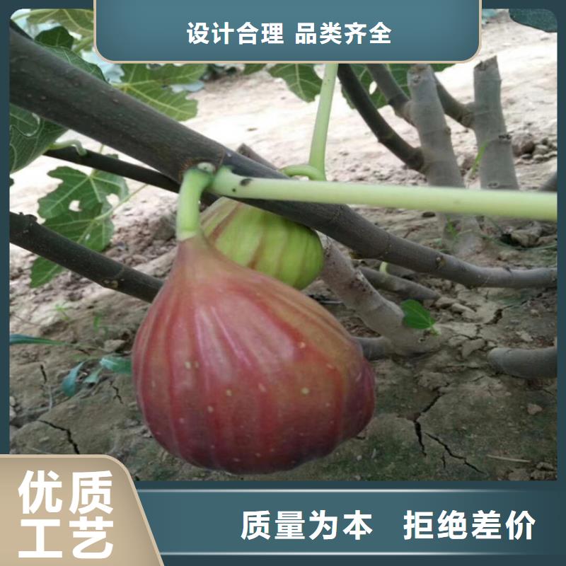 无花果石榴苗高品质现货销售