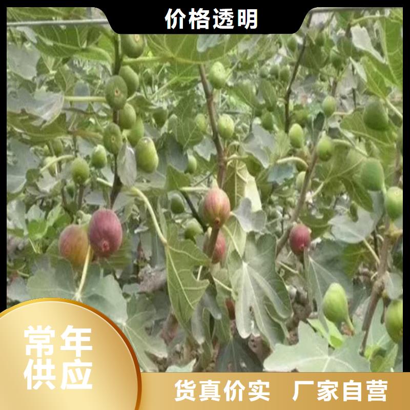 紫果无花果树苗现挖苗现发货