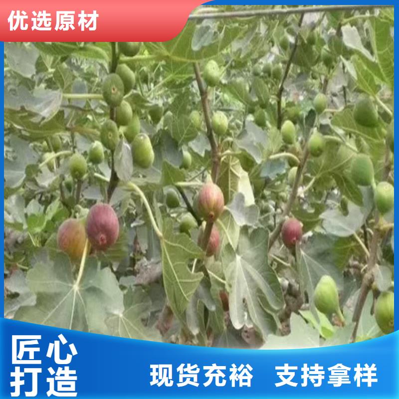 无花果石榴苗高品质现货销售
