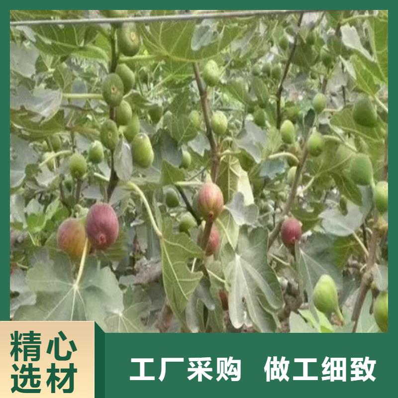 无花果樱桃苗货源直销