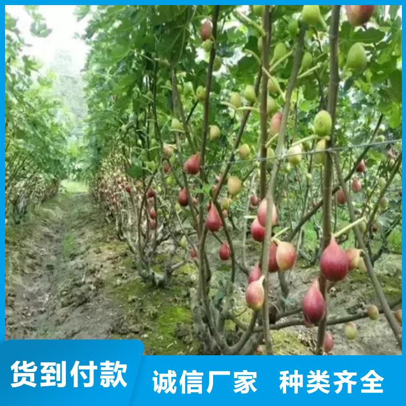 无花果-板栗苗品质之选