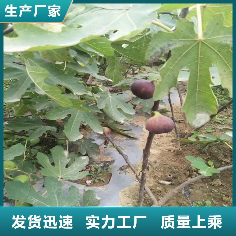 无花果苗育苗基地