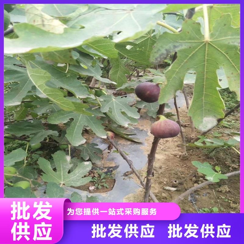 无花果_樱桃苗品种全