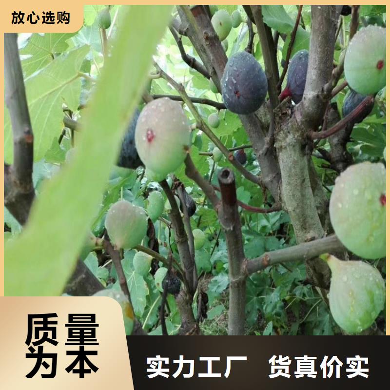 【 无花果 樱桃苗优质货源】-轩园园艺场(铜陵市分公司)-企业旺旺
