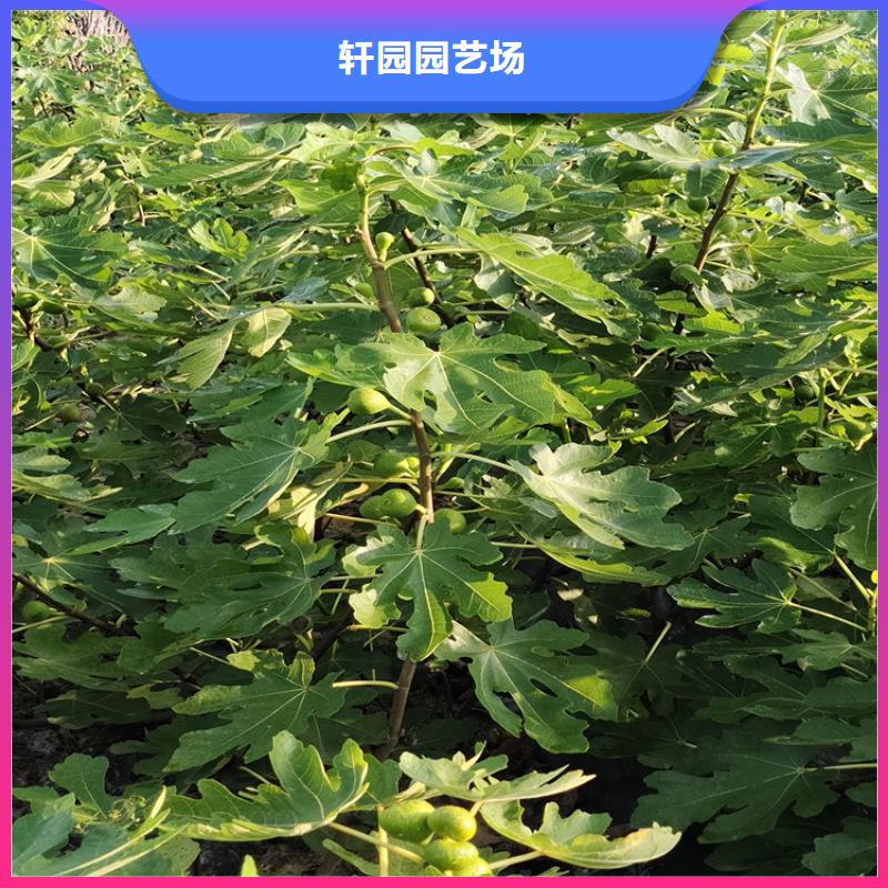 無花果樹苗多少錢一棵/軒園園藝場