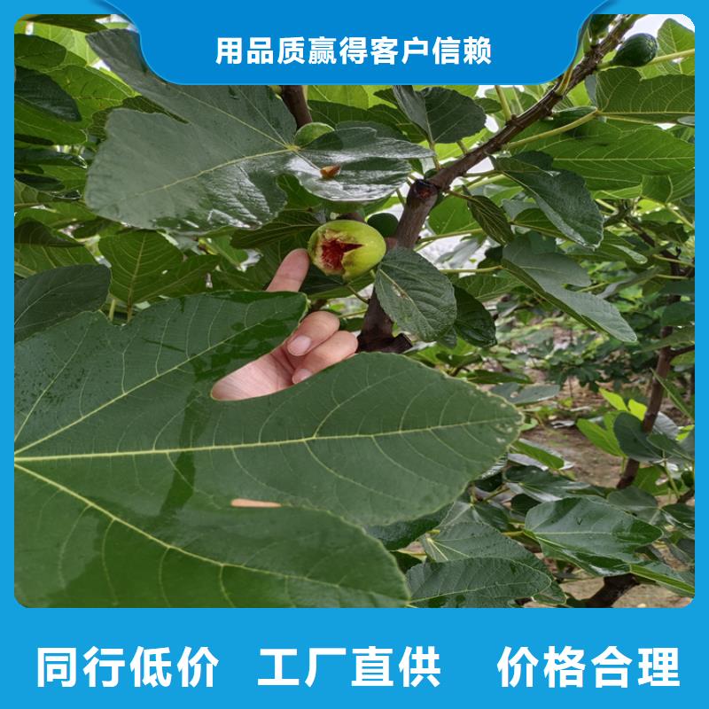 无花果-苹果苗专业厂家