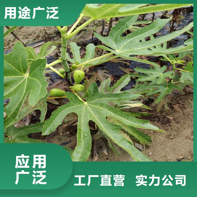 紫果无花果树苗现挖苗现发货