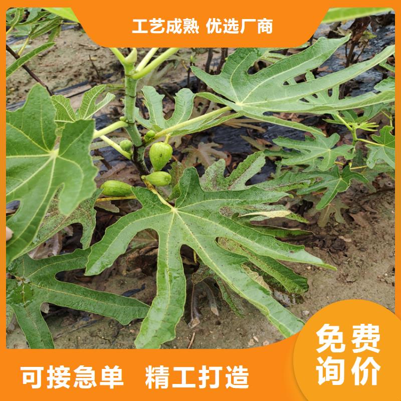 【 无花果 樱桃苗优质货源】-轩园园艺场(铜陵市分公司)-企业旺旺