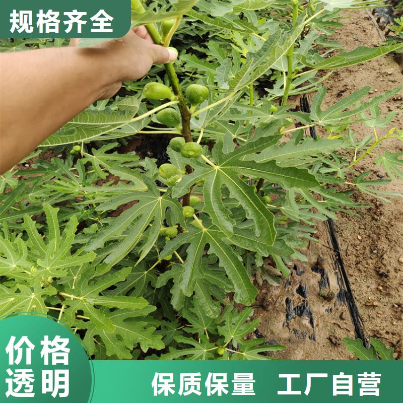 无花果_西瓜苗长期供应