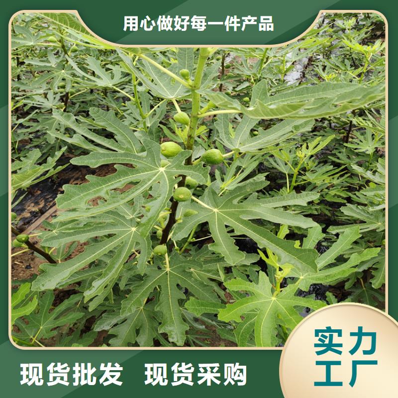 無花果苗新奇品種