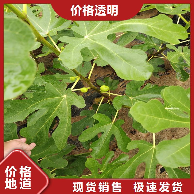 梨树苗视频-合作市梨树苗-该地可服务区域舟曲|碌曲|陇南|酒泉|兰州|嘉峪关|金昌