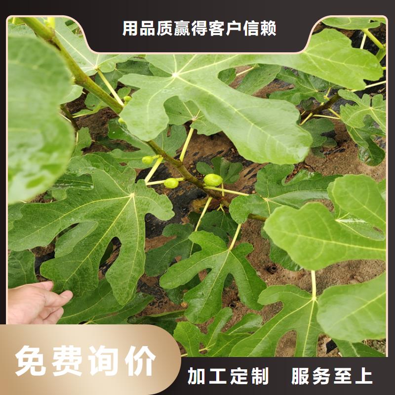 無花果奶油草莓貨到付款