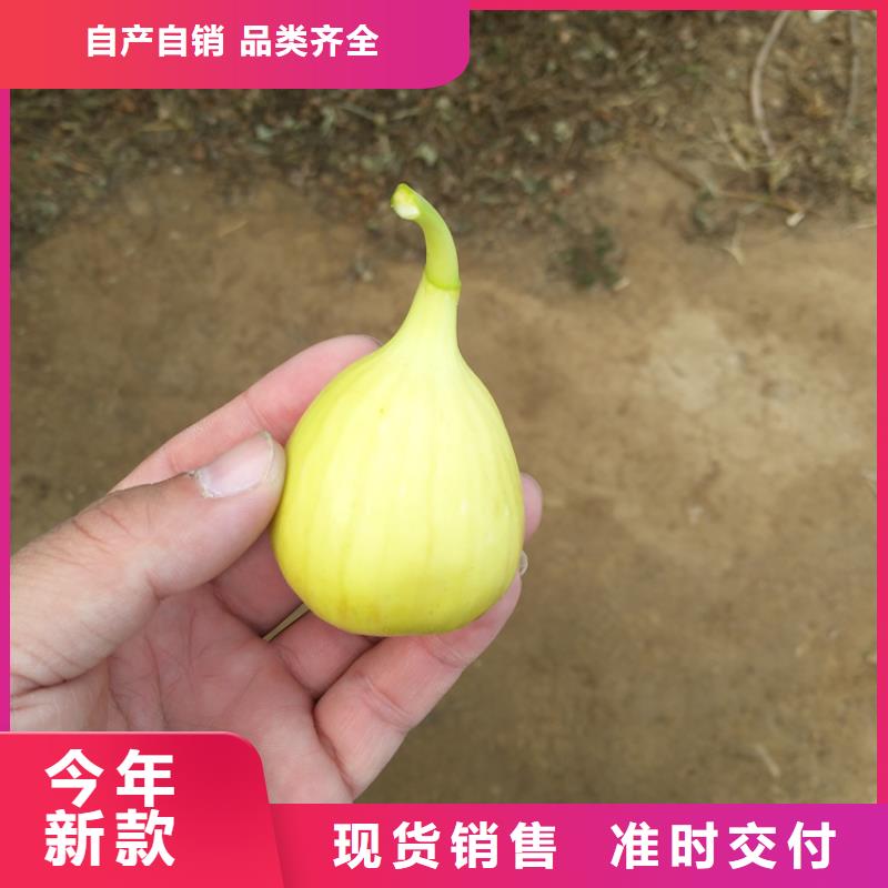 無花果獼猴桃苗放心選購