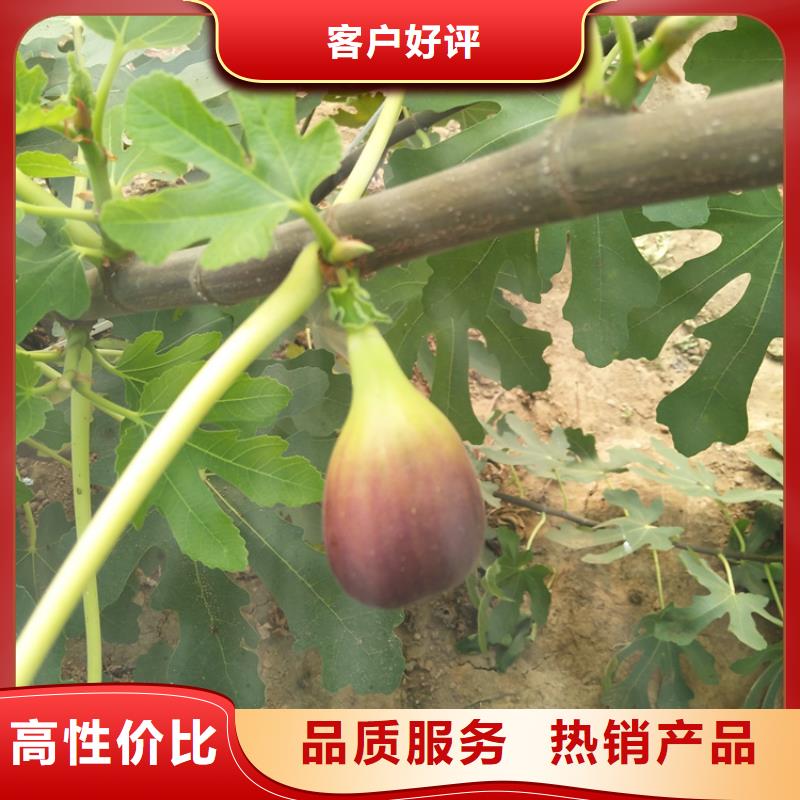 无花果,蓝莓苗质量上乘