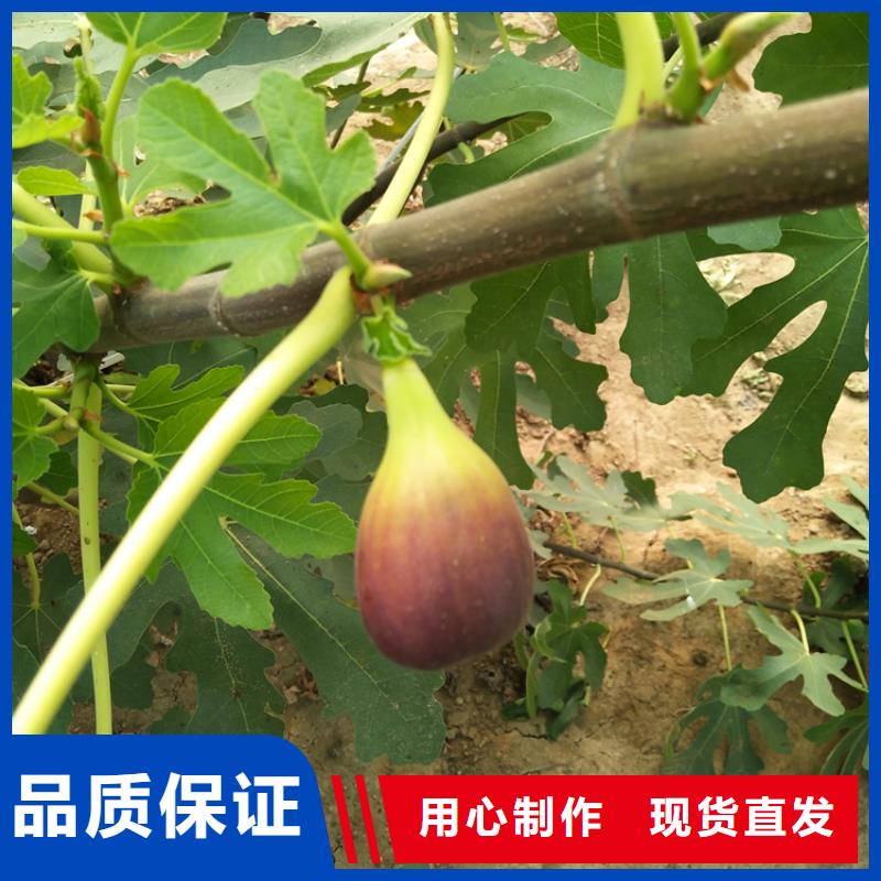 无花果-板栗苗品质之选