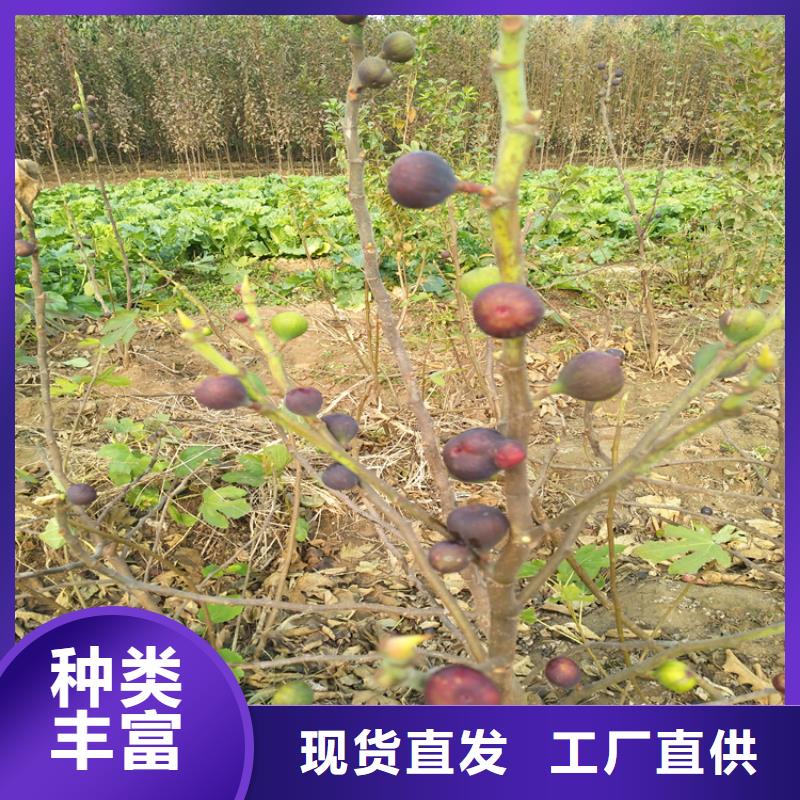 大青皮无花果苗种植管理技术