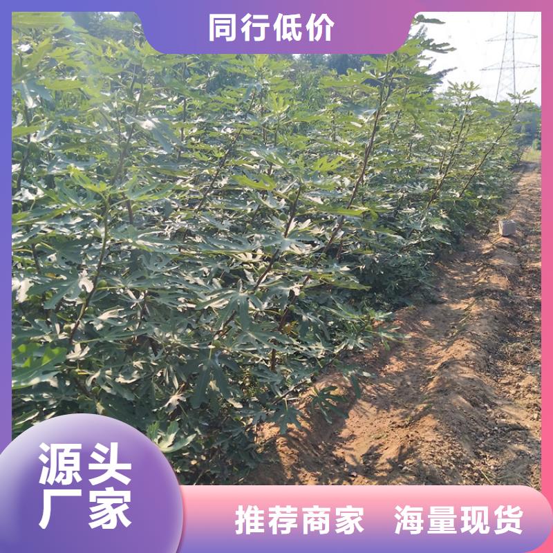 无花果-板栗苗品质之选