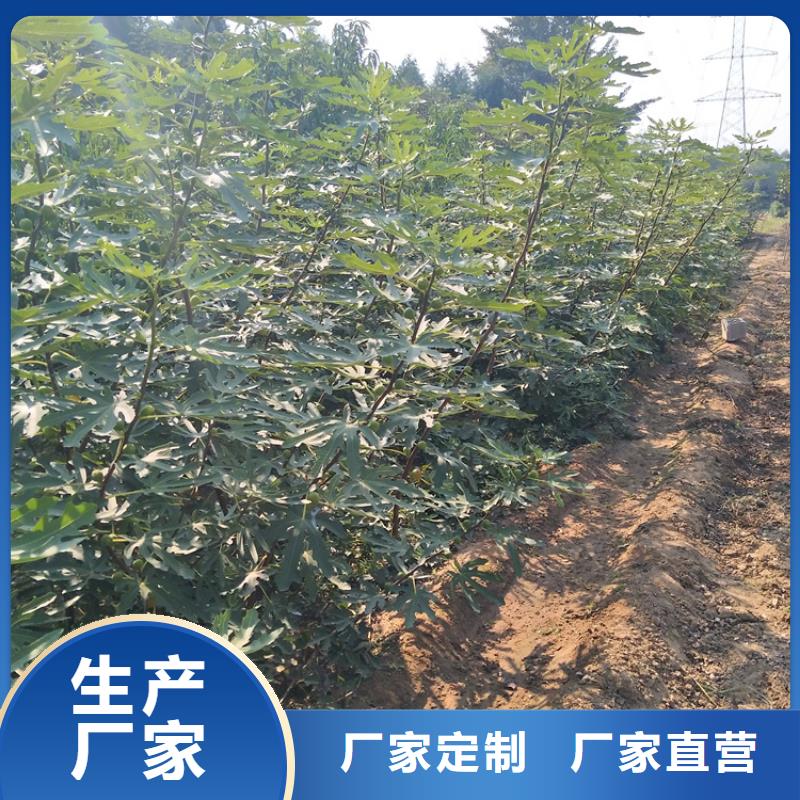 無花果西瓜番石榴苗嚴謹工藝