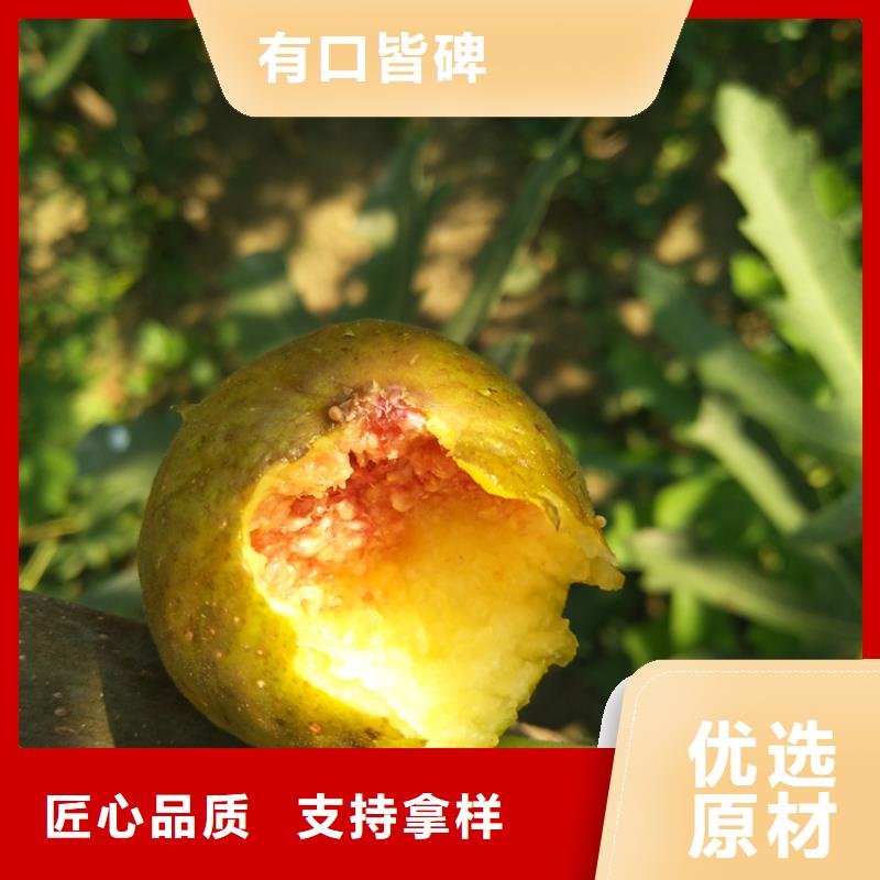 梨树苗视频-合作市梨树苗-该地可服务区域舟曲|碌曲|陇南|酒泉|兰州|嘉峪关|金昌