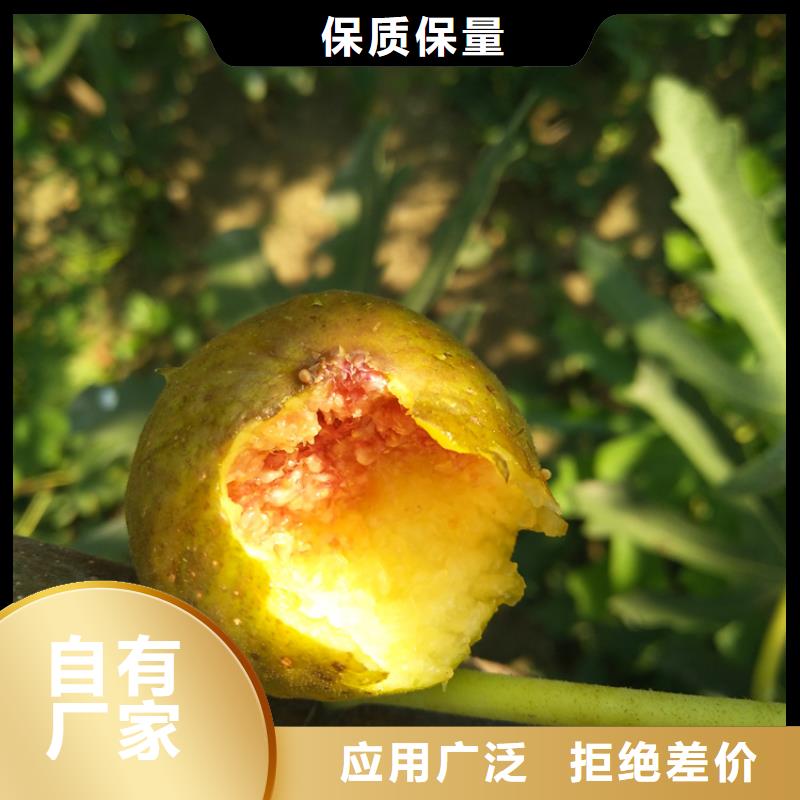 紫果无花果树苗现挖苗现发货