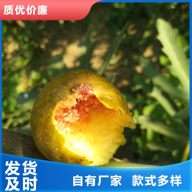 无花果,蓝莓苗质量上乘
