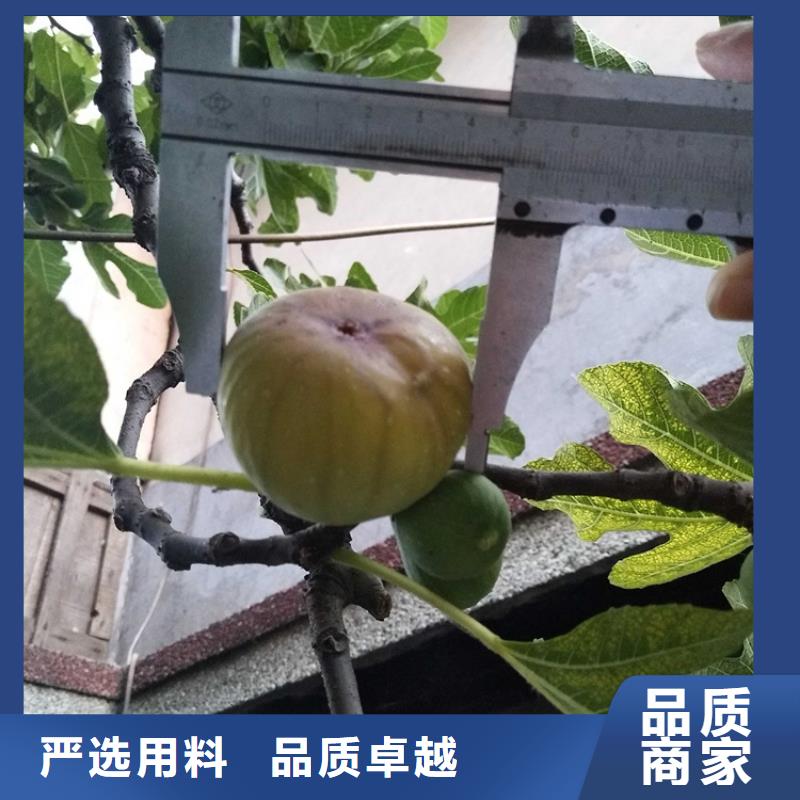 无花果石榴苗高品质现货销售
