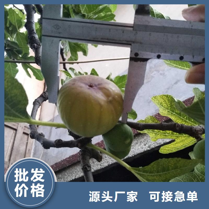 无花果_西瓜苗长期供应