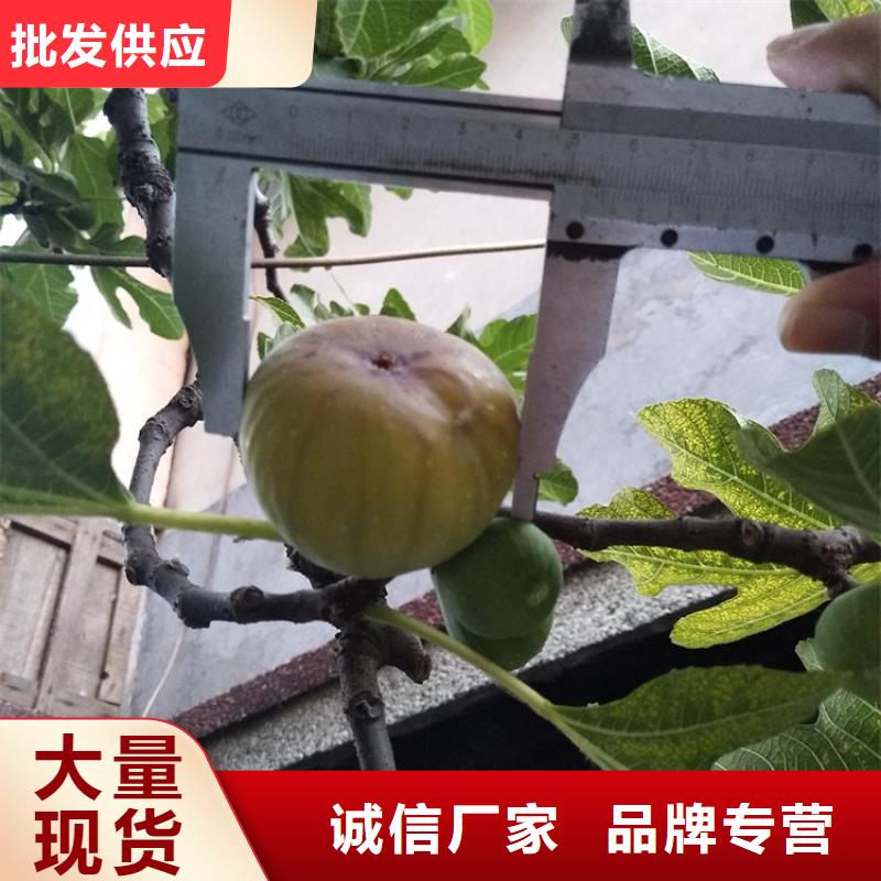 无花果樱桃苗质量无忧