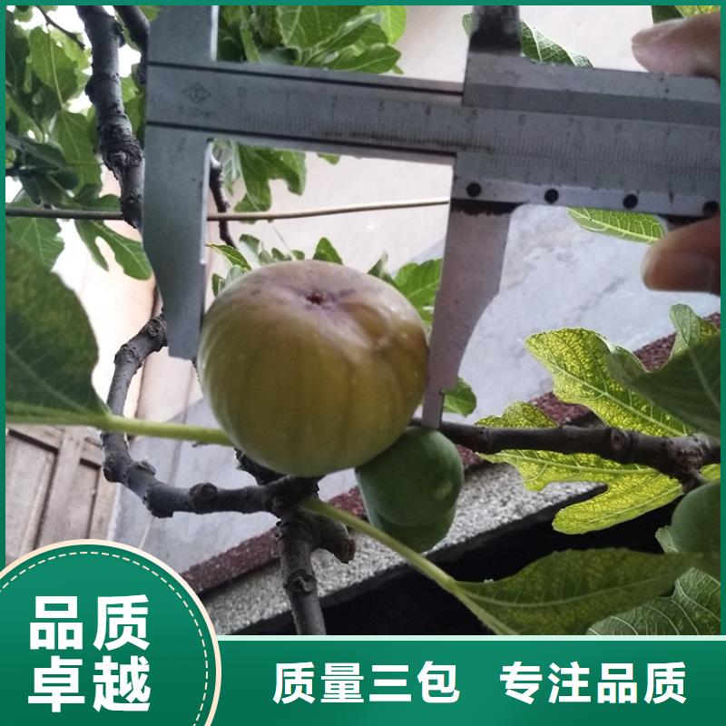 無(wú)花果石榴苗高品質(zhì)現(xiàn)貨銷(xiāo)售