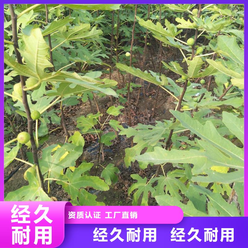无花果石榴苗高品质现货销售