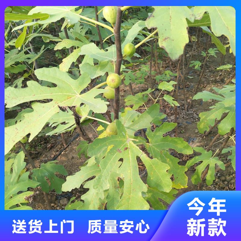 梨树苗视频-合作市梨树苗-该地可服务区域舟曲|碌曲|陇南|酒泉|兰州|嘉峪关|金昌