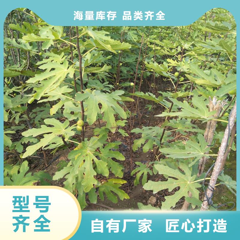 無(wú)花果石榴苗高品質(zhì)現(xiàn)貨銷(xiāo)售