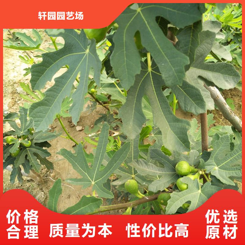 無(wú)花果石榴樹苗一站式廠家