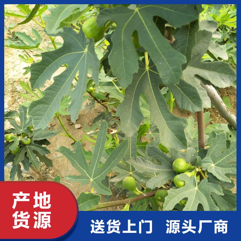 無花果奶油草莓貨到付款