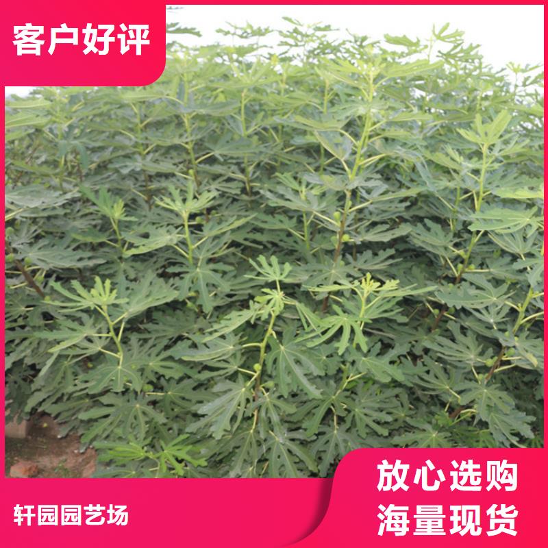 无花果,蓝莓苗质量上乘
