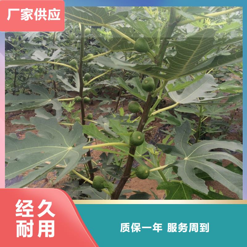 【无花果】 杏树苗工期短发货快