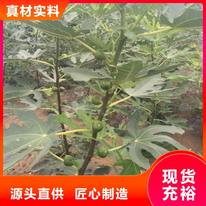无花果_樱桃苗品种全