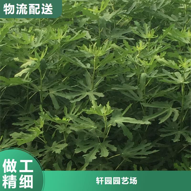 无花果石榴苗高品质现货销售