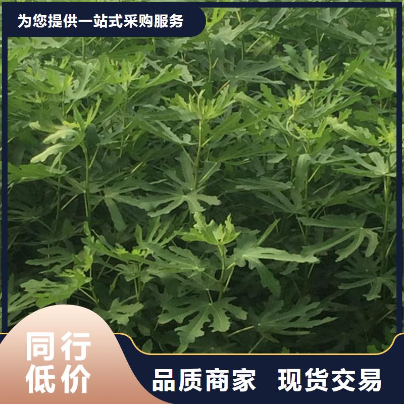 无花果-板栗苗品质之选