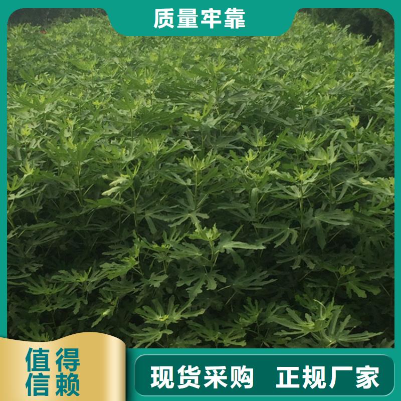 无花果_樱桃苗品种全