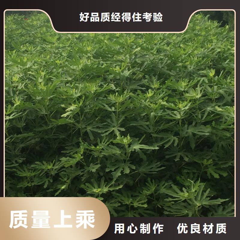 无花果_樱桃苗品种全