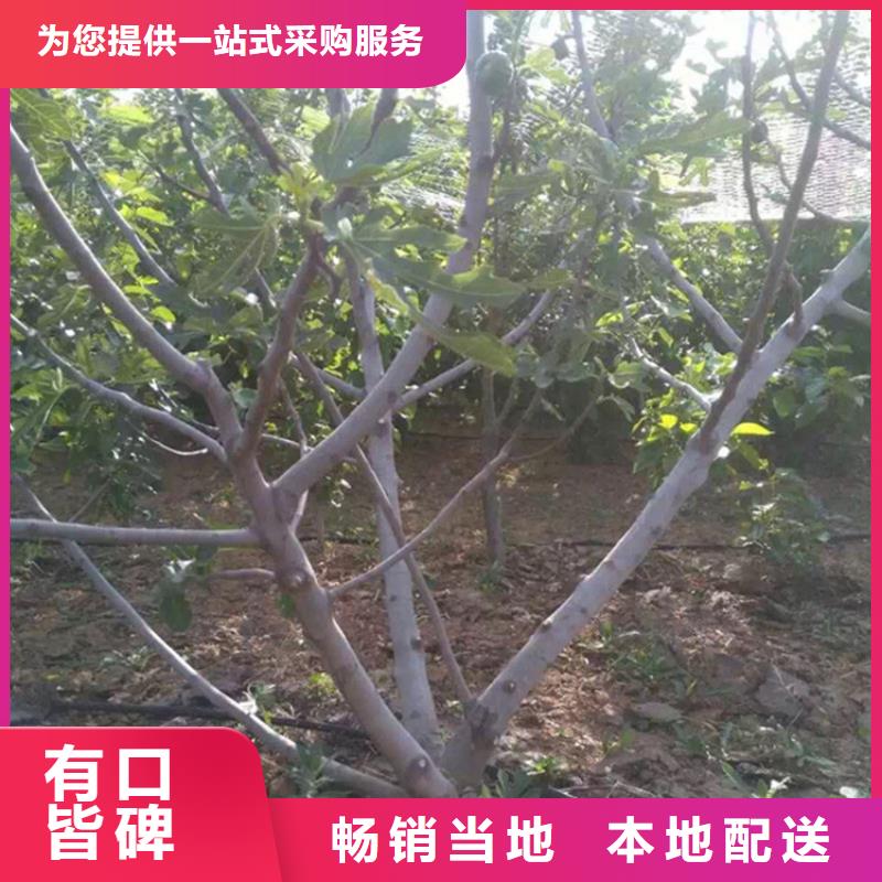 無花果-蘋果苗專業廠家