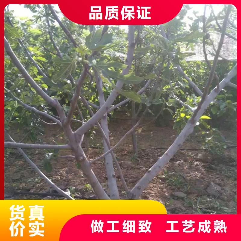 無花果桃樹苗現貨直供