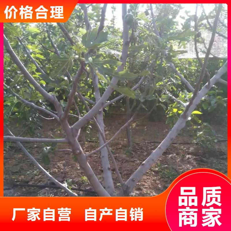 无花果石榴苗高品质现货销售