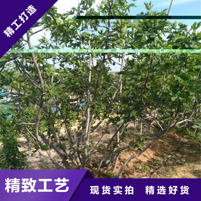 無花果石榴苗高品質(zhì)現(xiàn)貨銷售