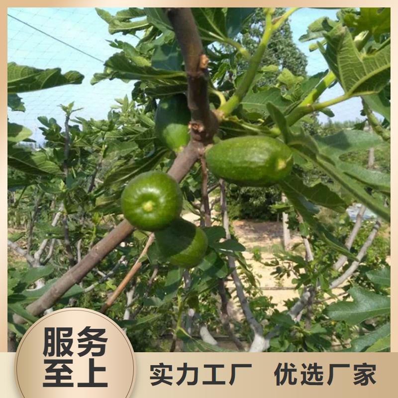 无花果樱桃苗好品质选我们